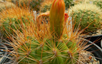 Matucana aurantiaca (Orange Matucana) Matucana aurantiaca (Orange Matucana)