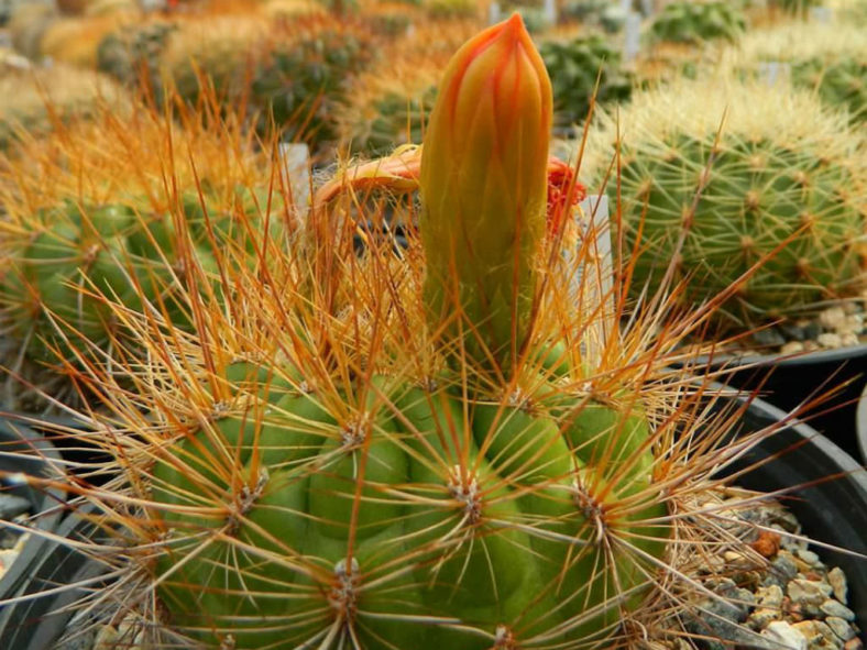 Matucana aurantiaca (Orange Matucana)