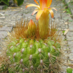 Matucana aurantiaca (Orange Matucana) - World of Succulents