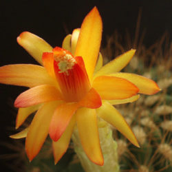 Matucana aurantiaca (Orange Matucana)