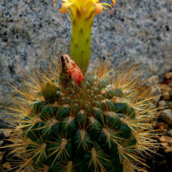 Matucana aurantiaca (Orange Matucana)