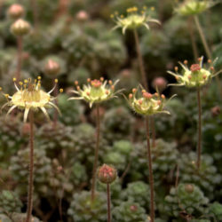 Monanthes pallens