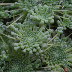 Monanthes pallens