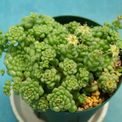 Monanthes pallens