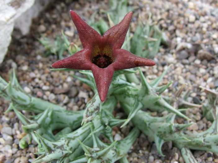 Orbea deflersiana