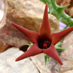 Orbea deflersiana