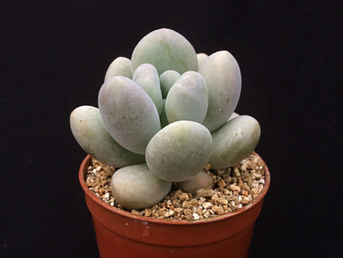 Pachyphytum bracteosum (Srebrne przylistki)