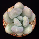 Pachyphytum bracteosum (Silver Bracts)