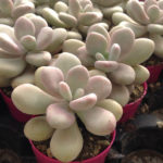 Pachyphytum bracteosum (Silver Bracts)