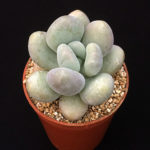 Pachyphytum bracteosum (Silver Bracts)