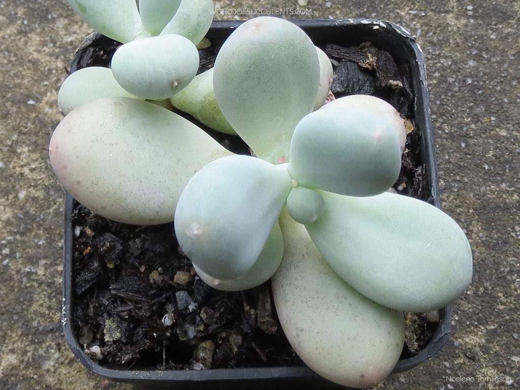 Pachyphytum bracteosum commonly known as Silver Bracts