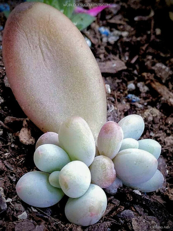 Baby plants from a leaf cutting. Pachyphytum bracteosum commonly known as Silver Bracts