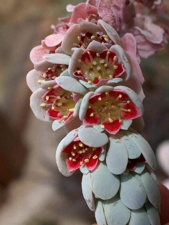 Flowers of Pachyphytum bracteosum commonly known as Silver Bracts