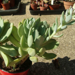 ×Pachyveria 'Clavata'