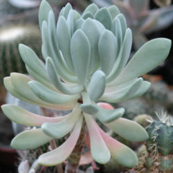 ×Pachyveria 'Clavata'