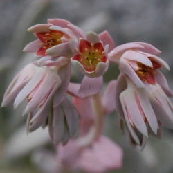 ×Pachyveria 'Clavata'