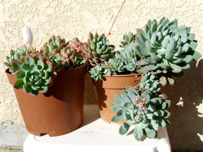 ×Pachyveria 'Scheideckeri' (Jeweled Crown)