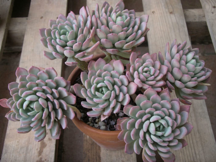 Pachyveria scheideckeri (Jeweled Crown)