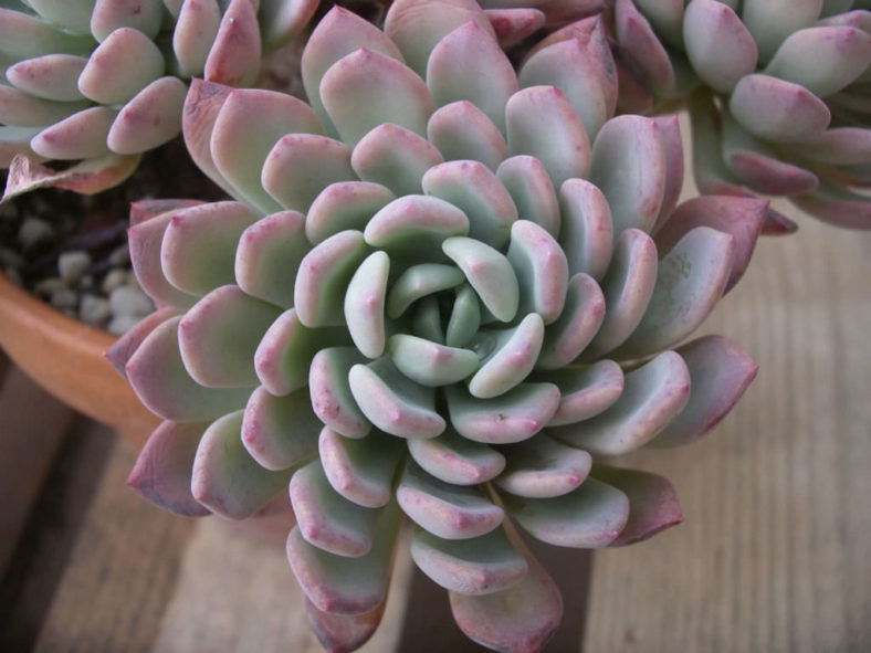 ×Pachyveria 'Scheideckeri' (Jeweled Crown)