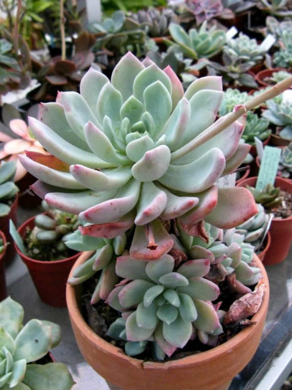 ×Pachyveria 'Scheideckeri' (Jeweled Crown)