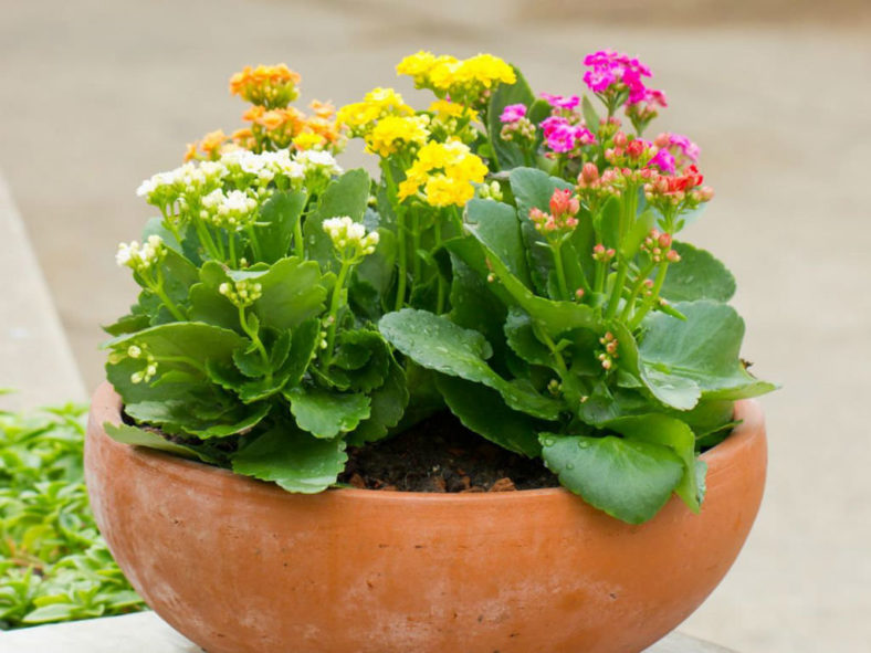 Plant Kalanchoe Outdoors