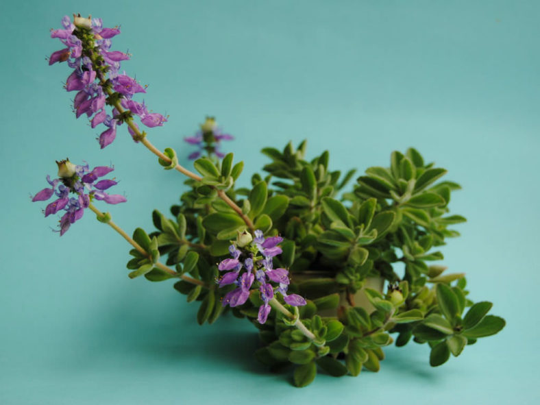 Coleus neochilus (Lobster Flower) aka Plectranthus neochilus