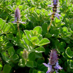 Coleus neochilus (Lobster Flower) aka Plectranthus neochilus