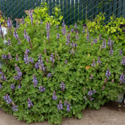 Coleus neochilus (Lobster Flower) aka Plectranthus neochilus