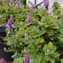 Coleus neochilus (Lobster Flower) aka Plectranthus neochilus
