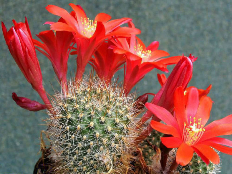 Rebutia deminuta (Crimson Crown Cactus)