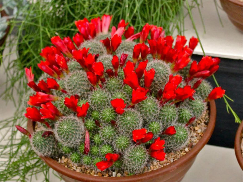 Rebutia deminuta (Crimson Crown Cactus)