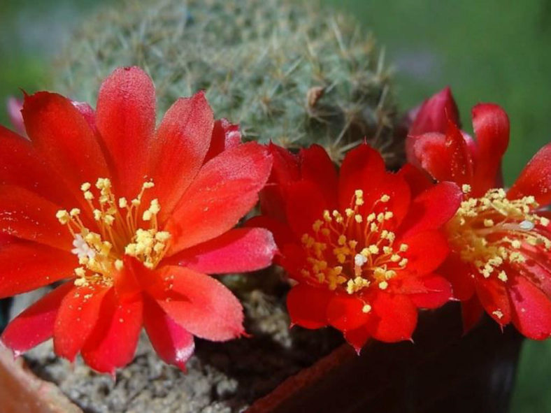Rebutia deminuta (Crimson Crown Cactus)