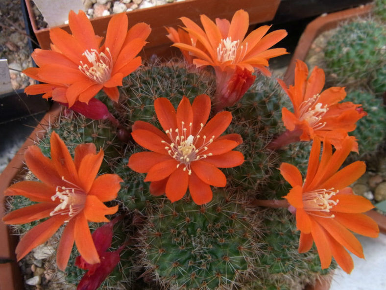 Rebutia deminuta (Crimson Crown Cactus)
