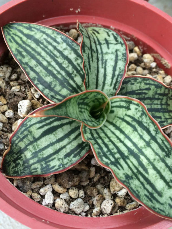 Sansevieria 'Cleopatra' (Snake Plant)