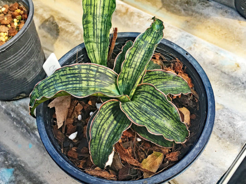 Sansevieria 'Cleopatra' (Snake Plant)