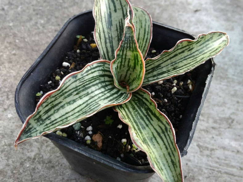 Sansevieria 'Cleopatra' (Snake Plant)