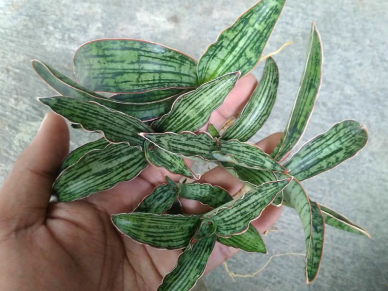 Sansevieria 'Cleopatra' (Snake Plant)