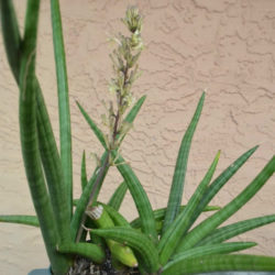 Sansevieria patens (Snake Plant)