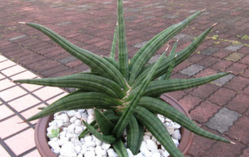 Sansevieria Page 2 Of 3 World Succulents Sansevieria Page 2 Of 3 World
