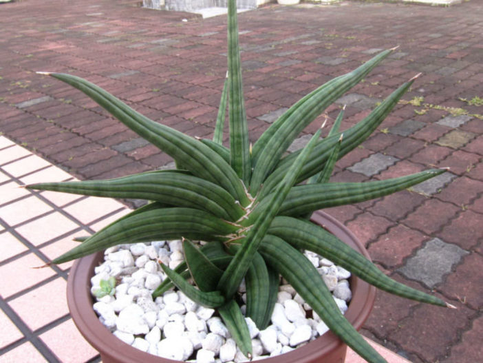 Sansevieria patens (Snake Plant)