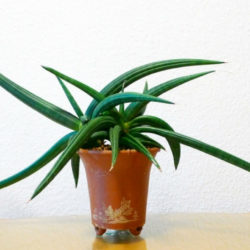 Sansevieria patens (Snake Plant)