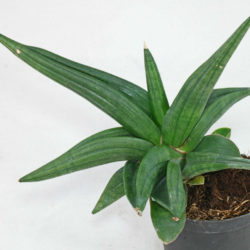 Sansevieria patens (Snake Plant)