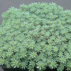 Sedum hispanicum (Spanish Stonecrop)