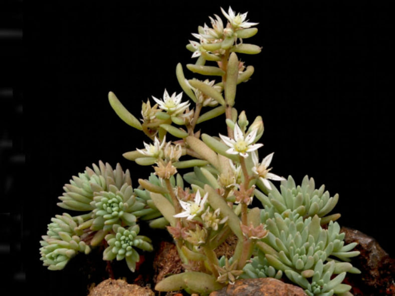 Sedum hispanicum (Spanish Stonecrop)