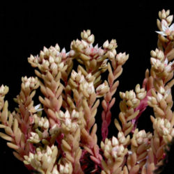 Sedum hispanicum (Spanish Stonecrop)