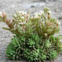 Sedum hispanicum (Spanish Stonecrop)
