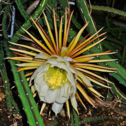 Selenicereus pteranthus (Princess of the Night)