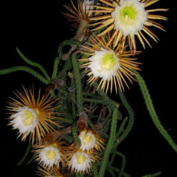 Selenicereus pteranthus (Princess of the Night)