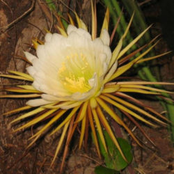 Selenicereus pteranthus (Princess of the Night)