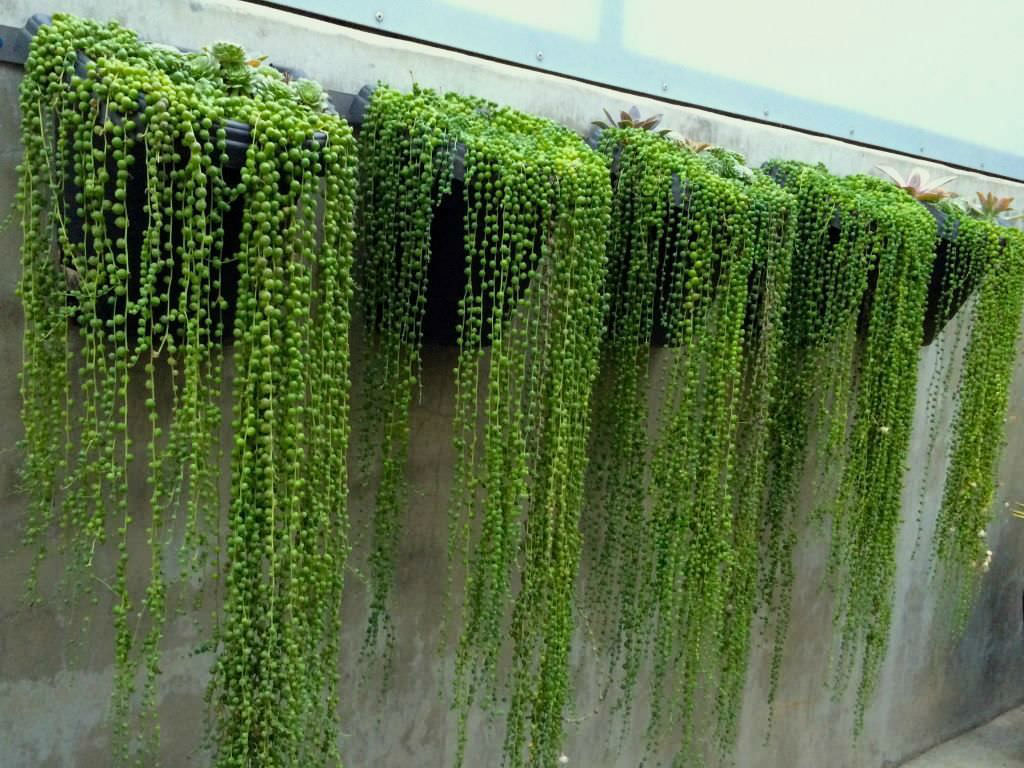 String of pearls (Senecio rowleyanus)